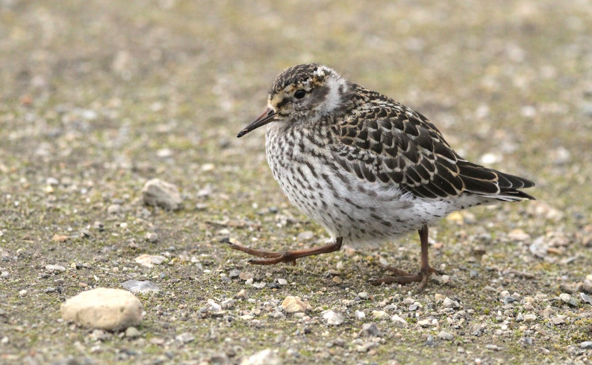 Purple Sandpiper - ML639853279
