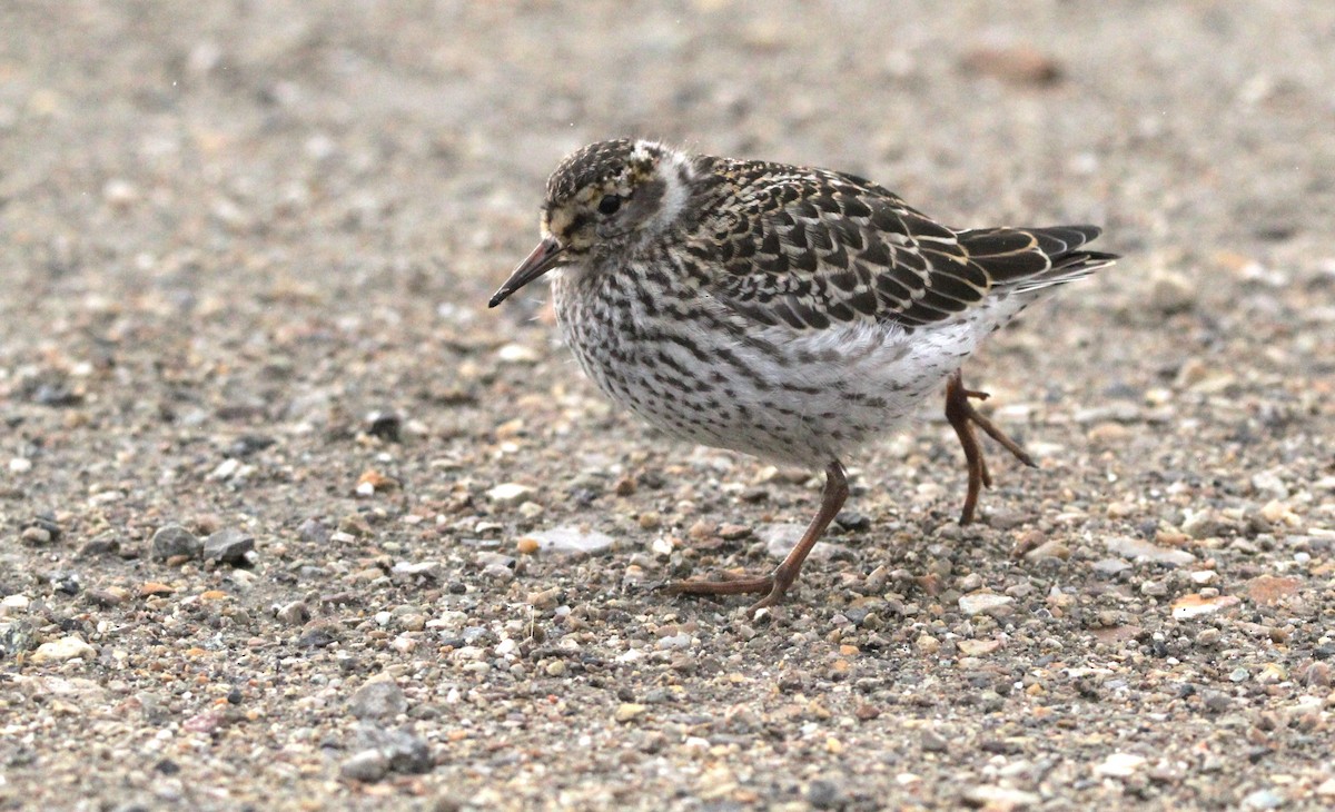 Purple Sandpiper - ML639853283
