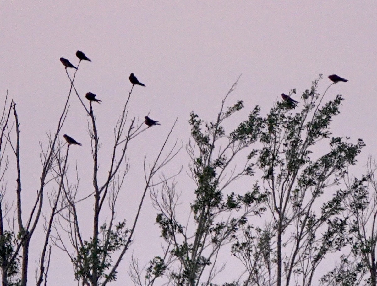 Lesser Kestrel - ML639853291