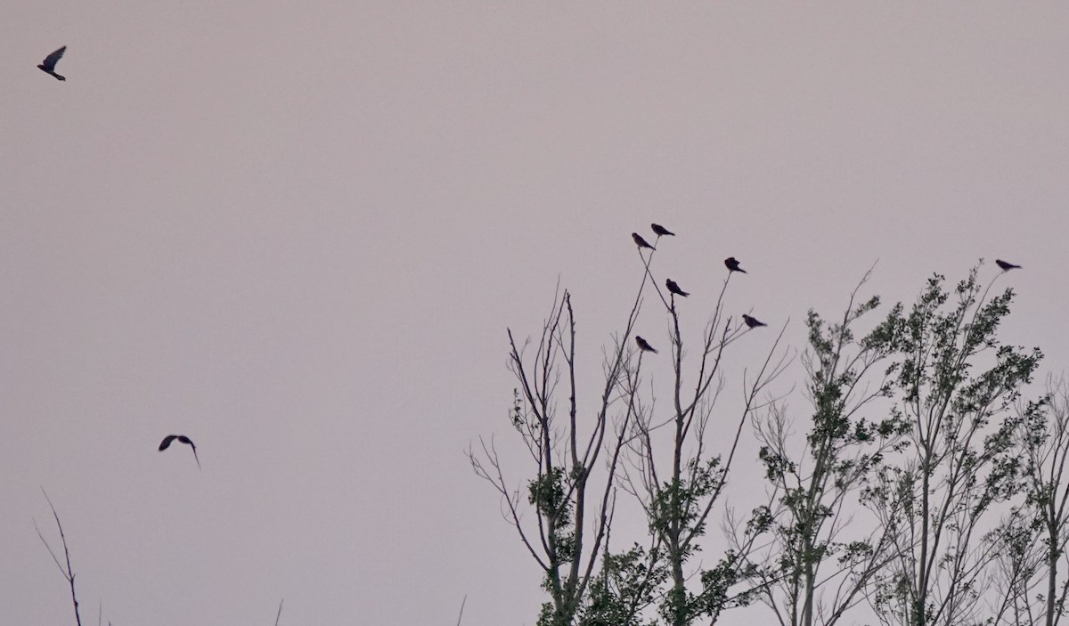 Lesser Kestrel - ML639853293