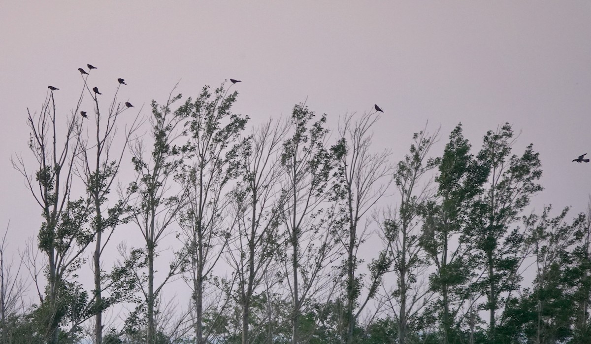 Lesser Kestrel - ML639853297