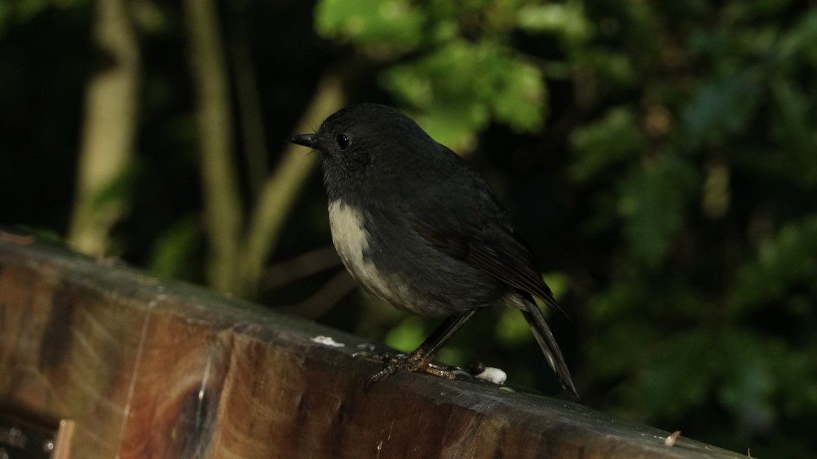 South Island Robin - ML639853303