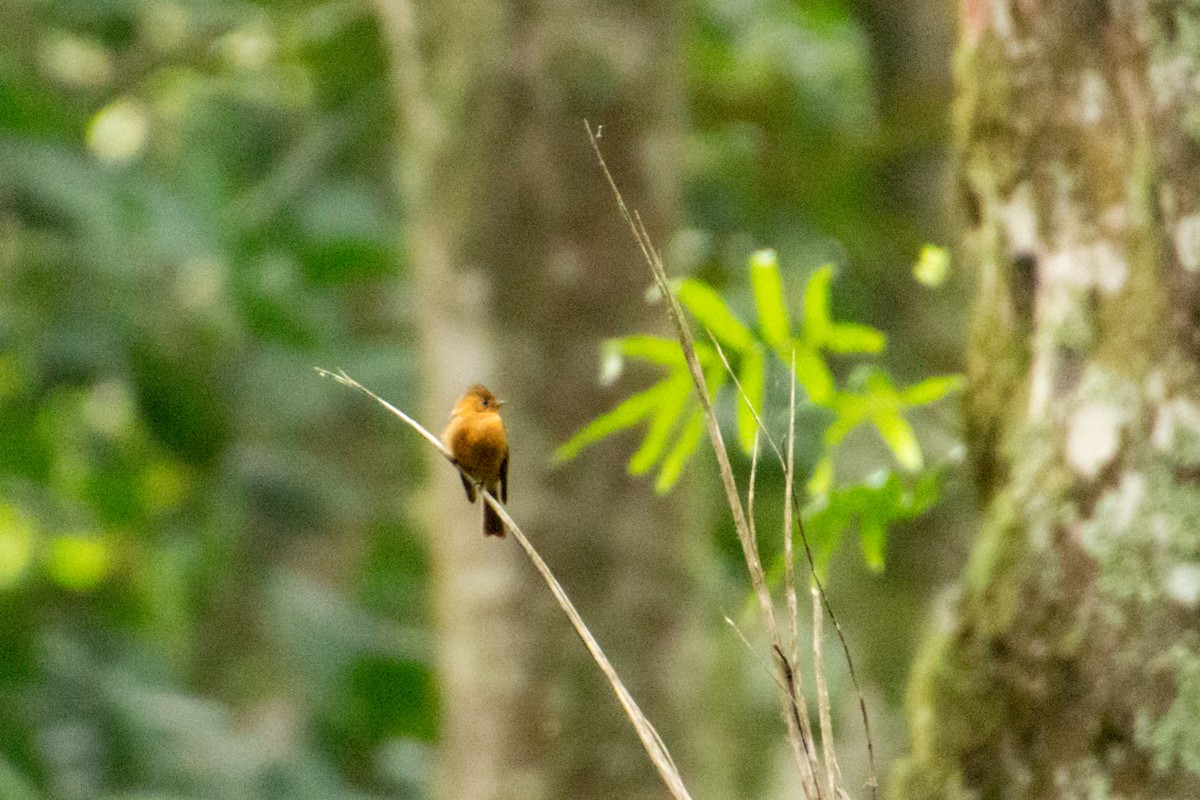 Tufted Flycatcher - ML639853369