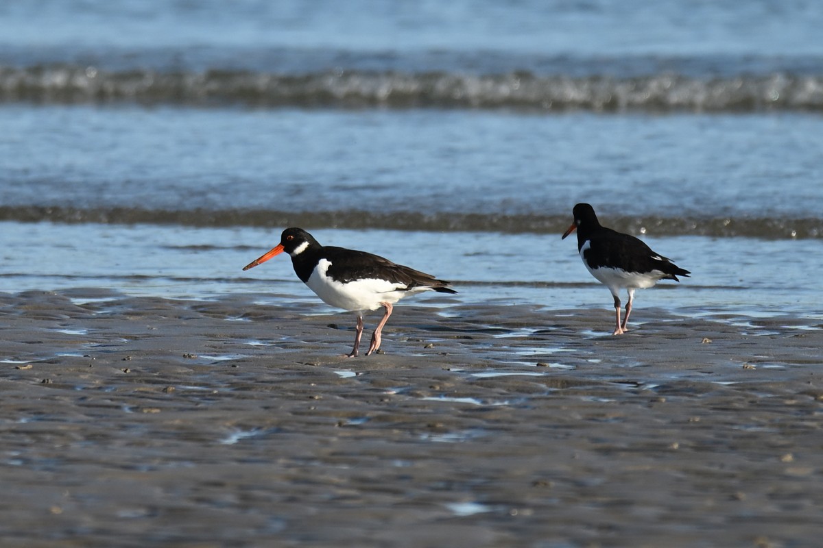 Eurasian Oystercatcher - ML639853484