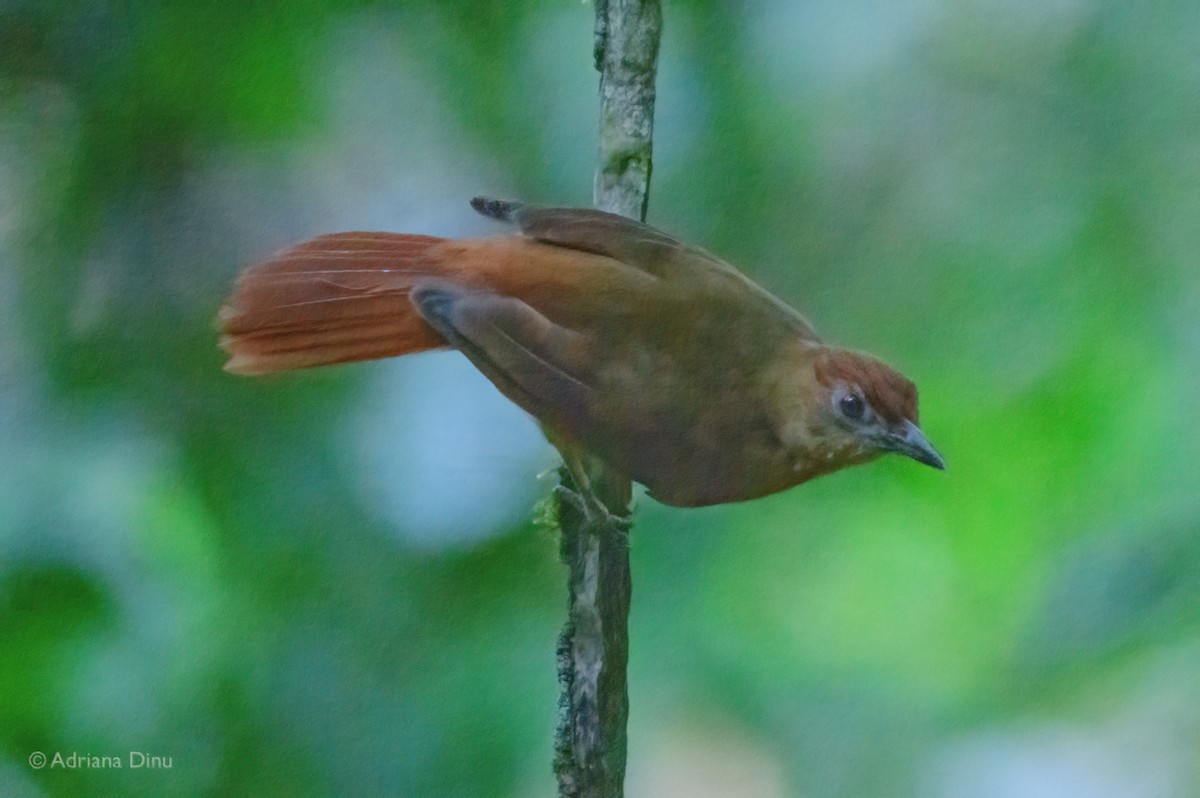 Chestnut-crowned Foliage-gleaner - ML639853493