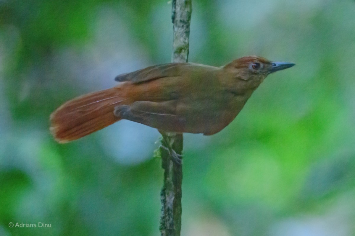 Chestnut-crowned Foliage-gleaner - ML639853497
