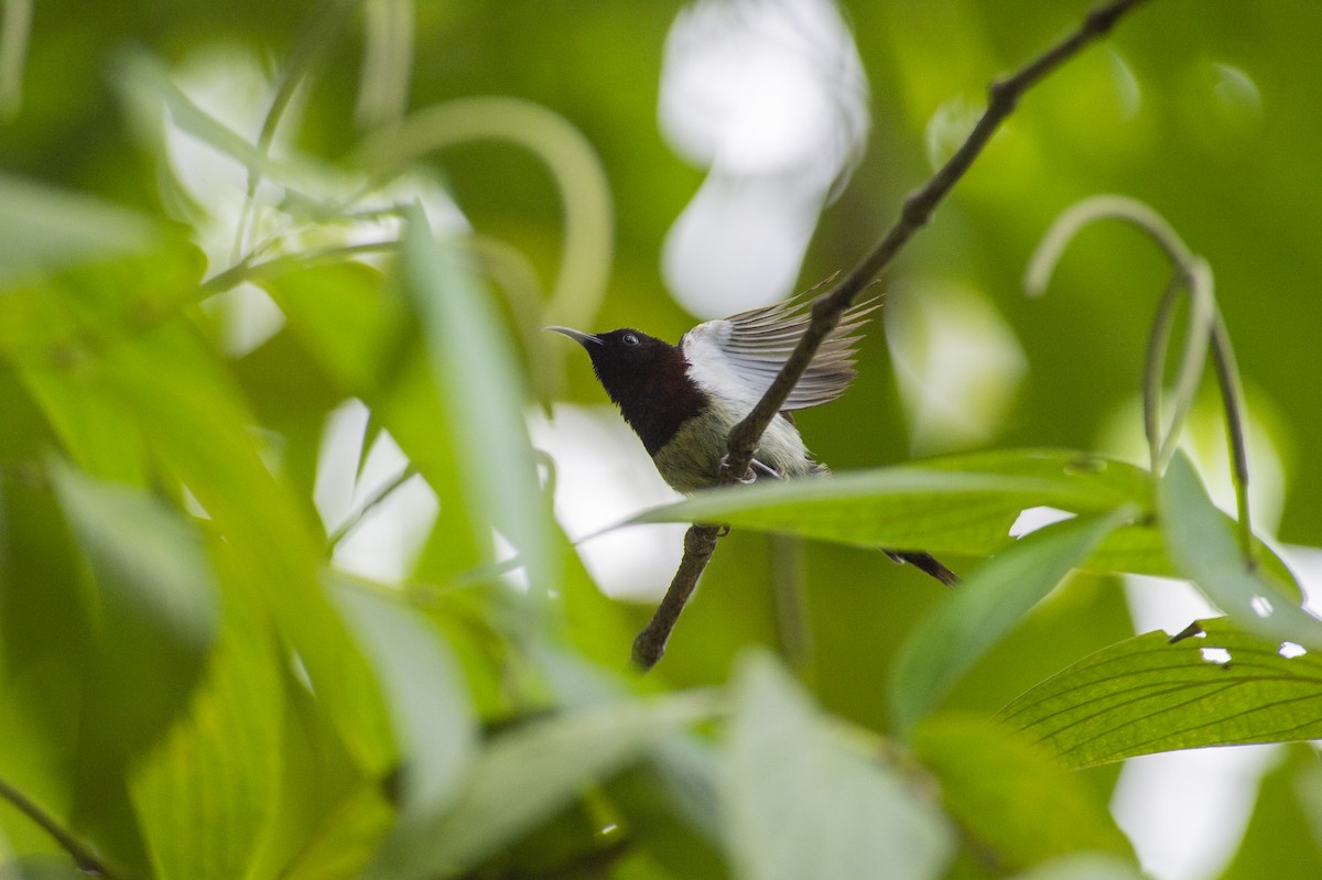 Black-throated Sunbird - ML639853527