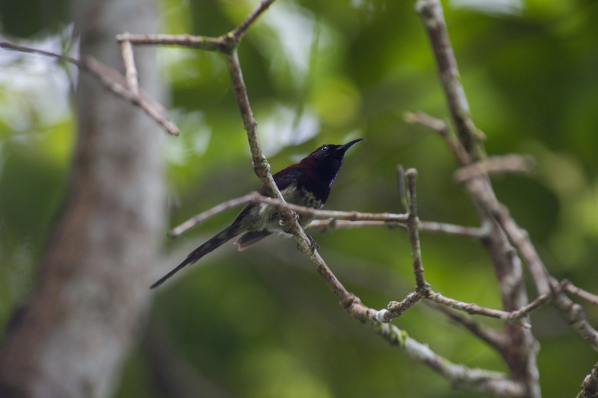 Black-throated Sunbird - ML639853528