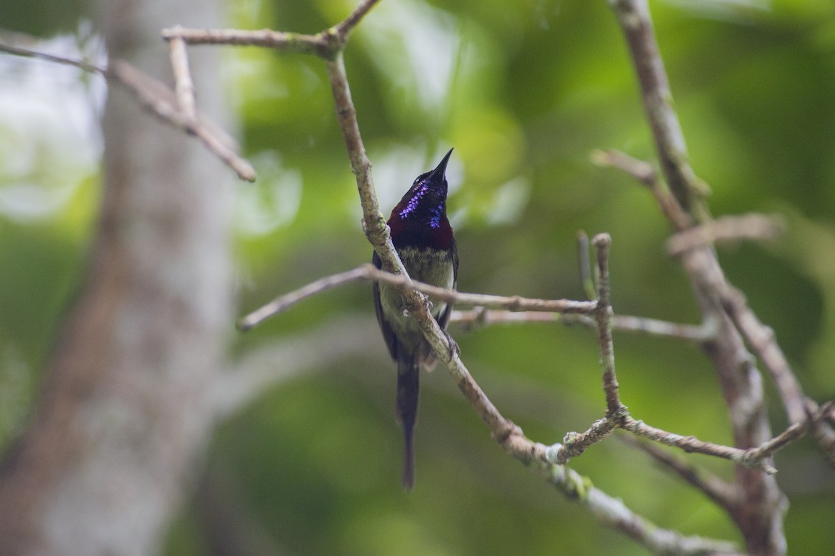 Black-throated Sunbird - ML639853534