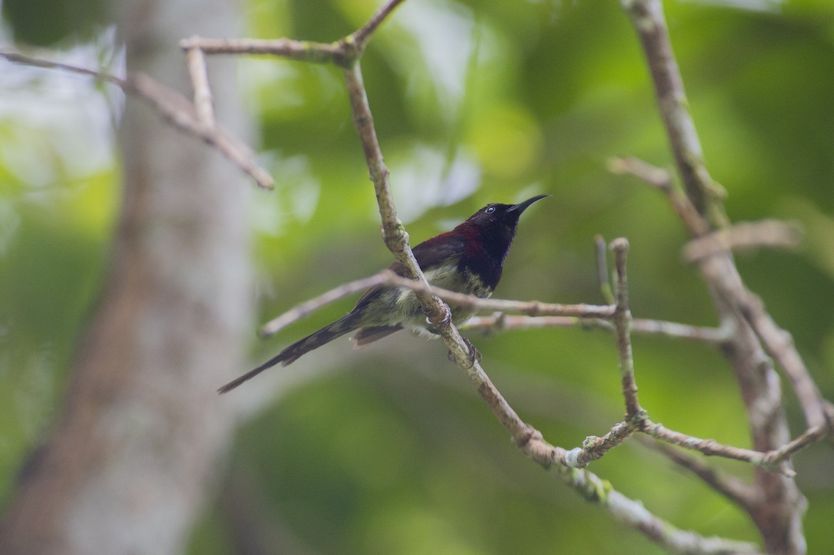 Black-throated Sunbird - ML639853535