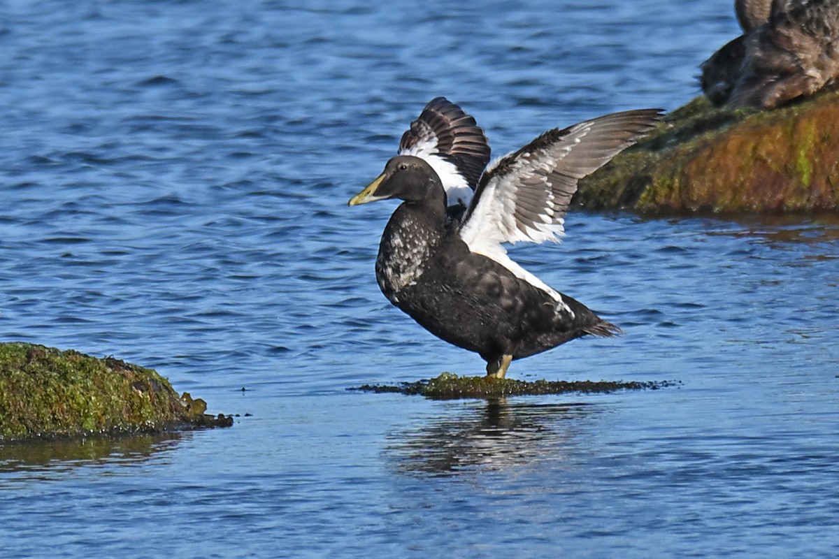 Common Eider - ML639853557