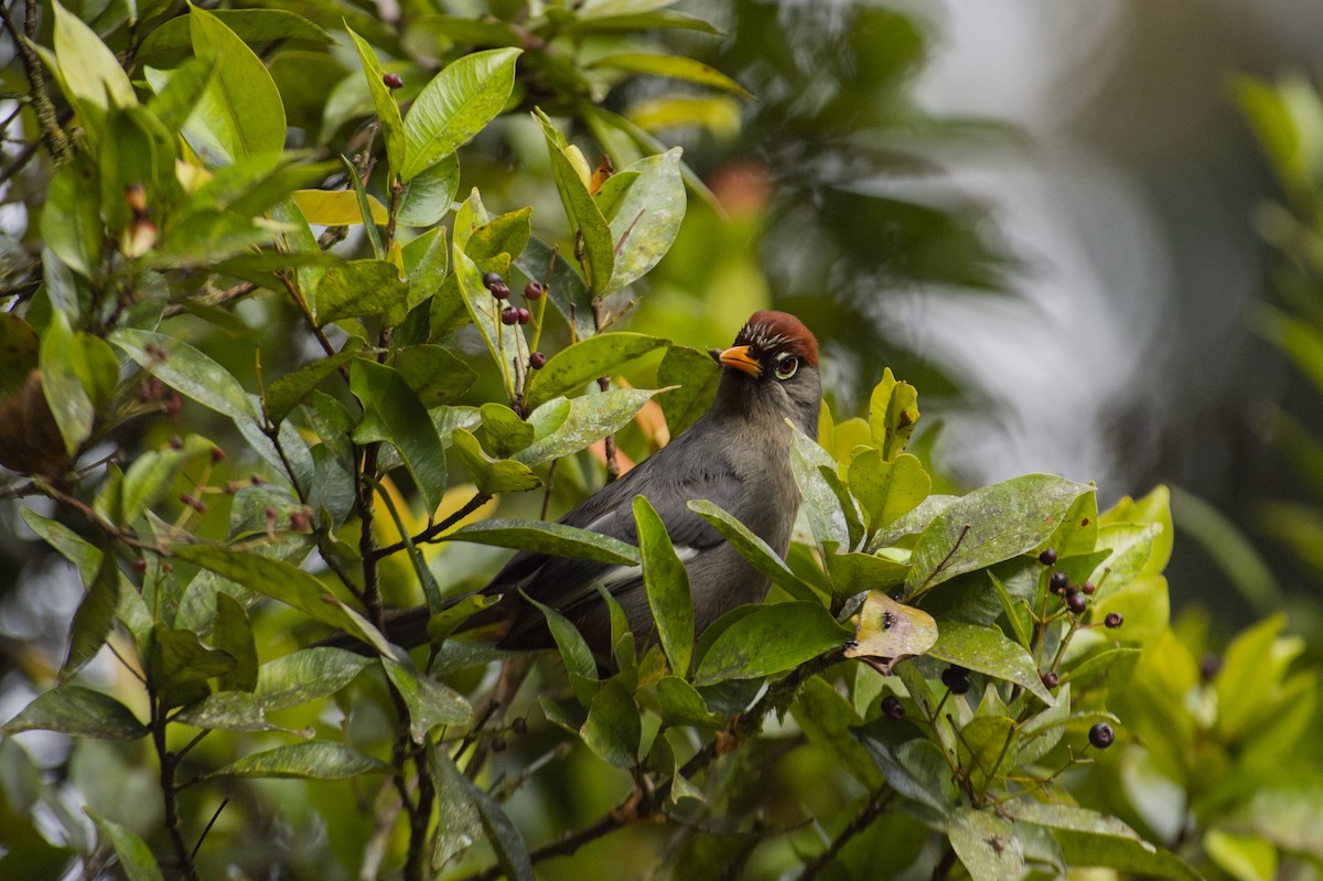 Chestnut-capped Laughingthrush - ML639853558