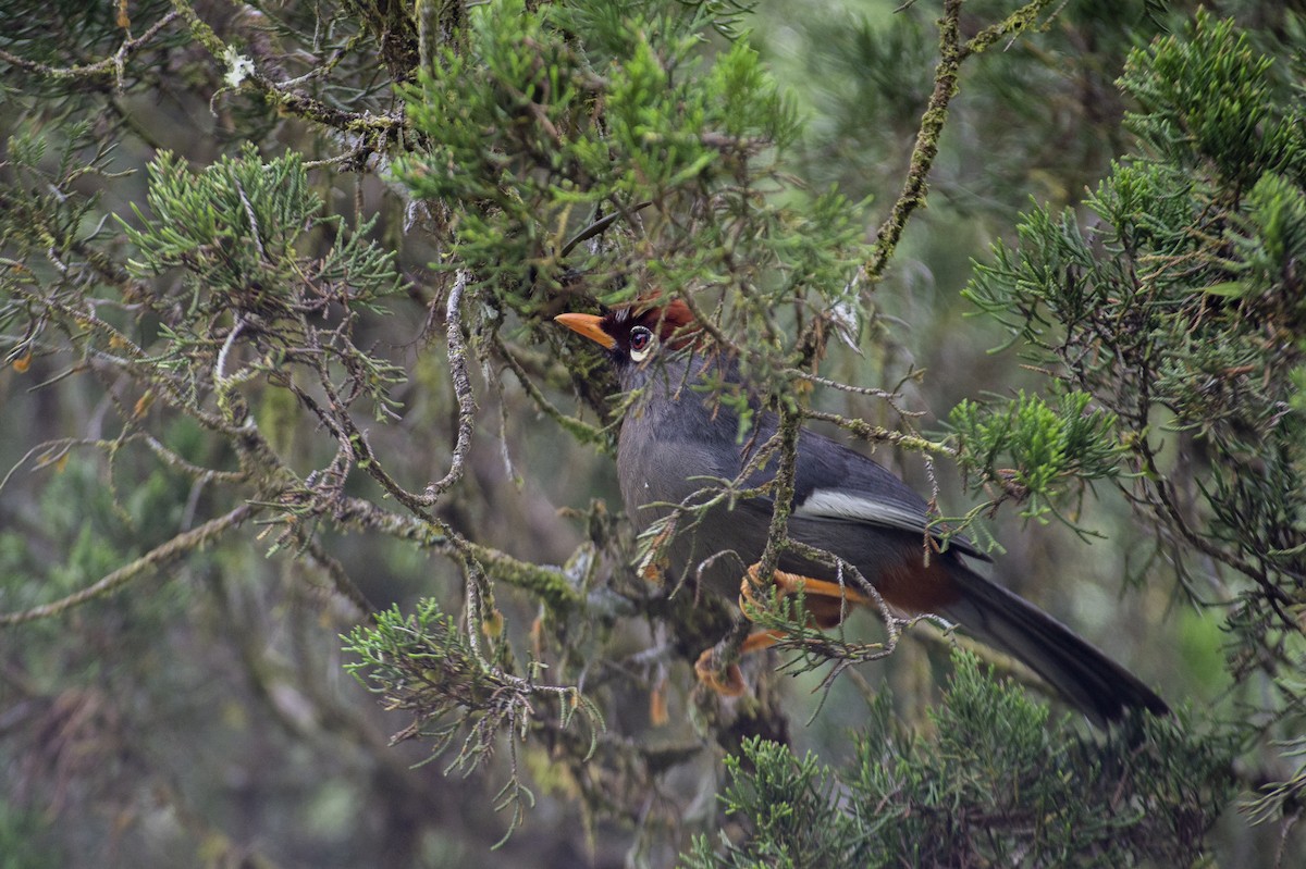 Chestnut-capped Laughingthrush - ML639853560