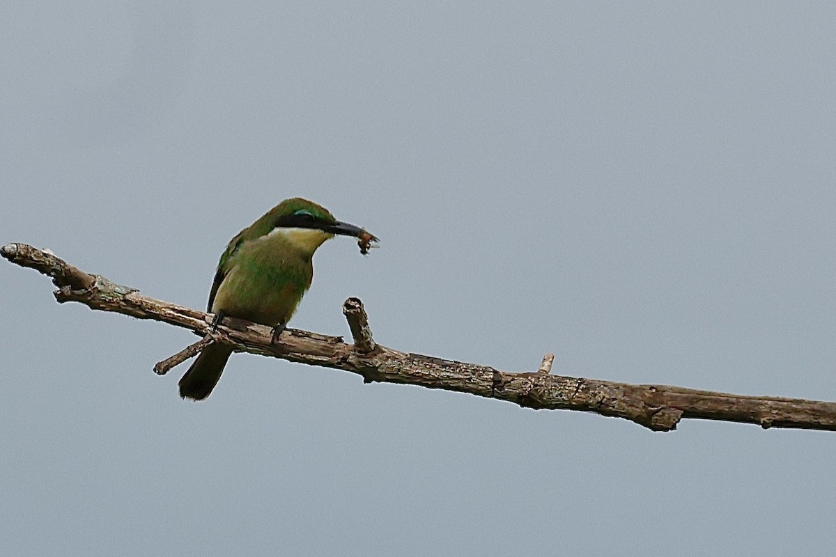 Blue-breasted Bee-eater - ML639853566