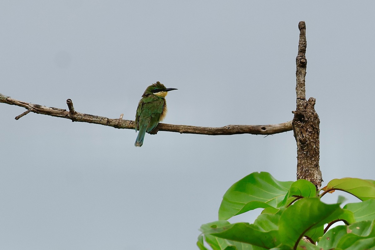 Blue-breasted Bee-eater - ML639853567