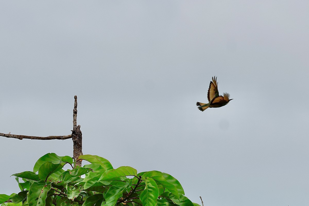Blue-breasted Bee-eater - ML639853568