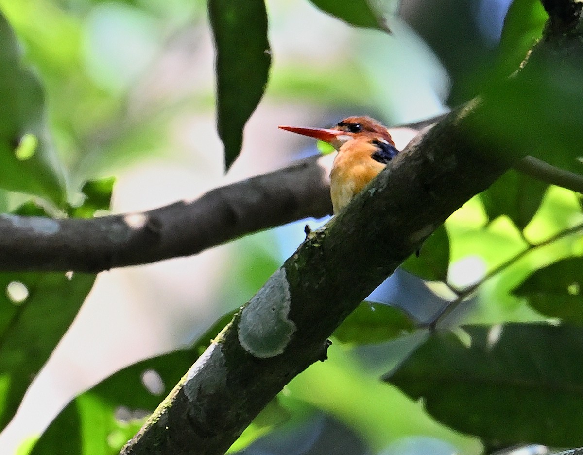 African Dwarf Kingfisher - ML639853574