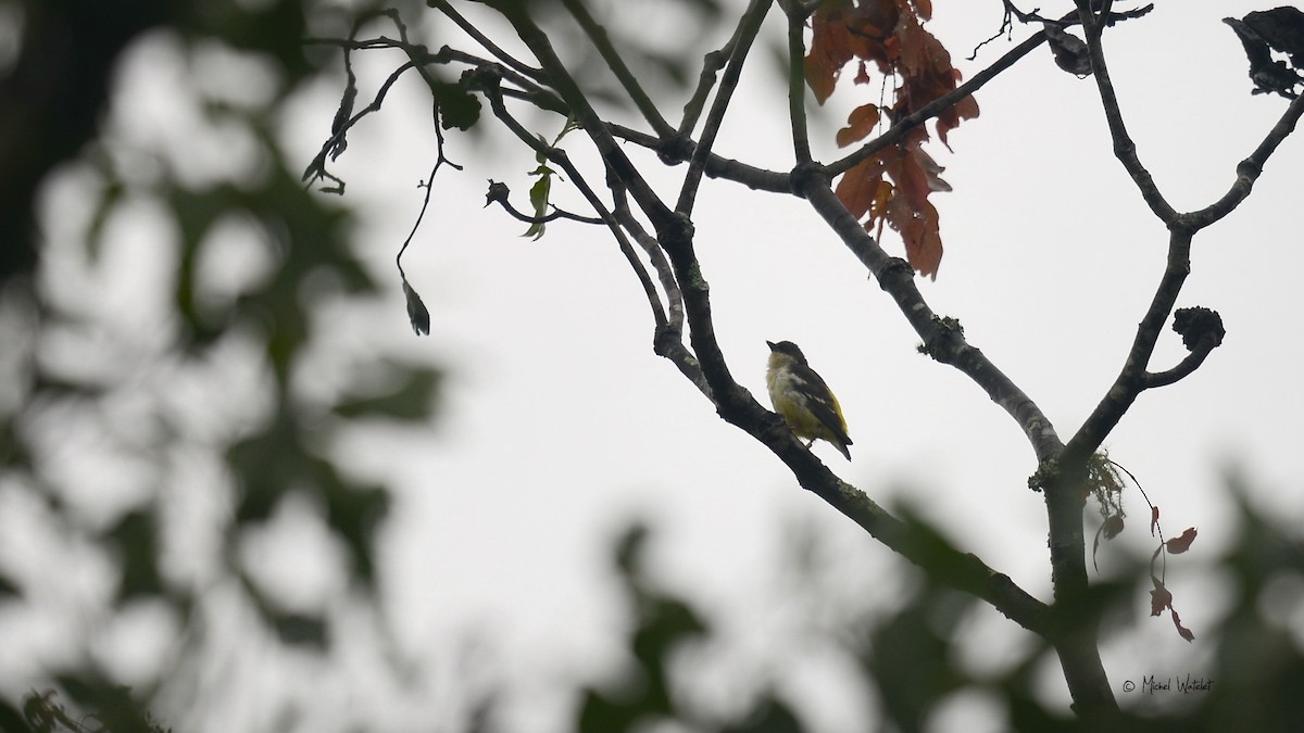 Bar-winged Weaver - ML639853620