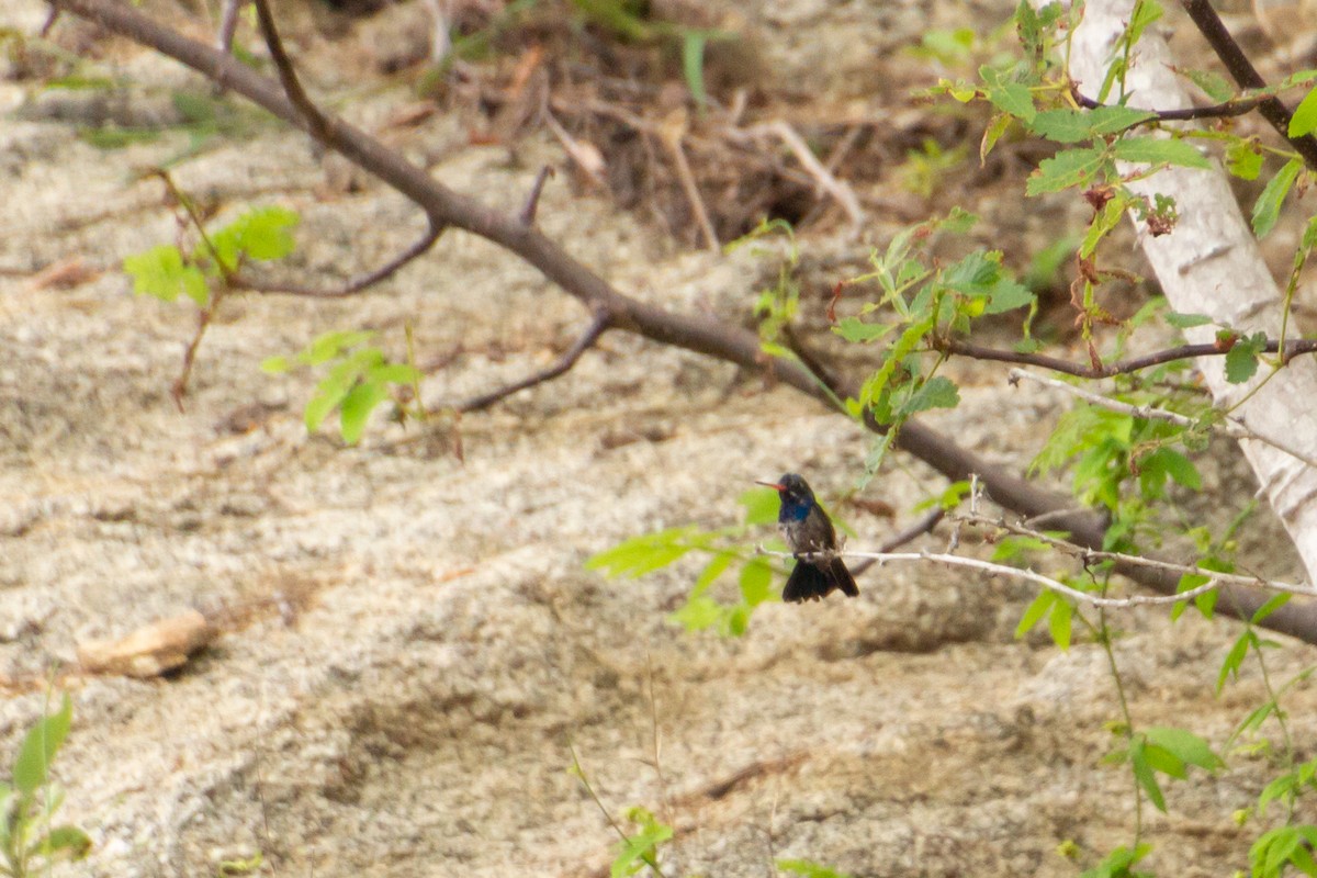 Turquoise-crowned Hummingbird - ML639853658