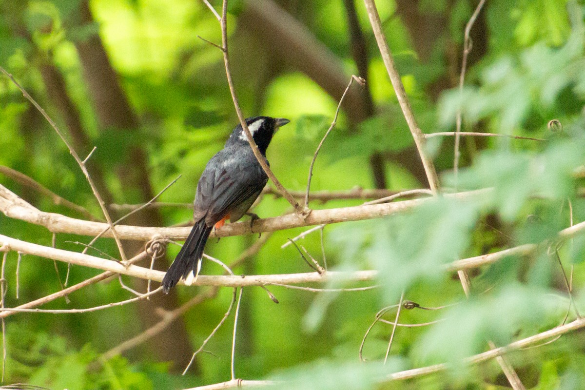 fagerkardinal (venustus) - ML639853753
