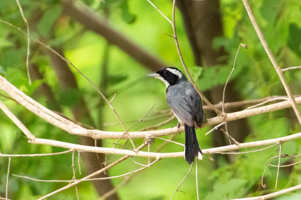 fagerkardinal (venustus) - ML639853754