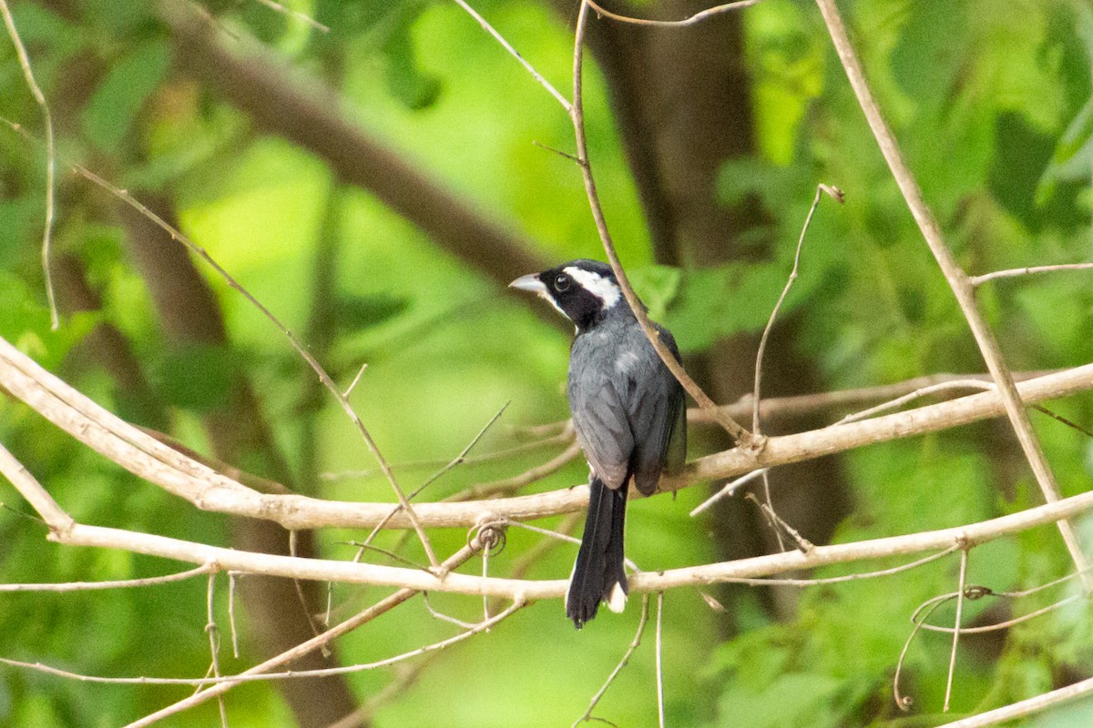 fagerkardinal (venustus) - ML639853757