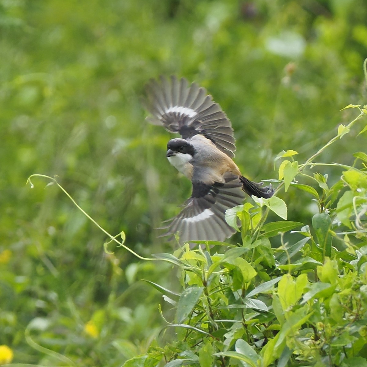 Long-tailed Shrike - ML639853784