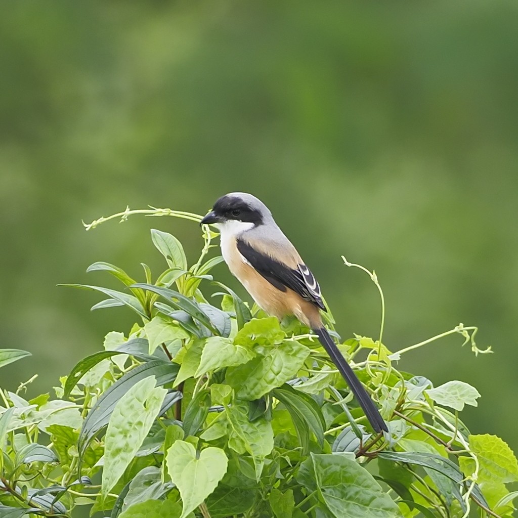 Long-tailed Shrike - ML639853785