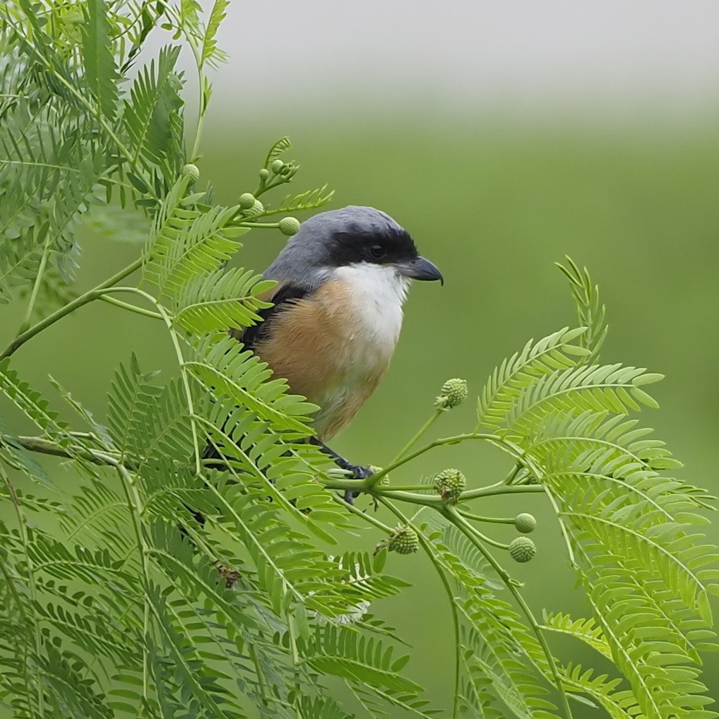 Long-tailed Shrike - ML639853786