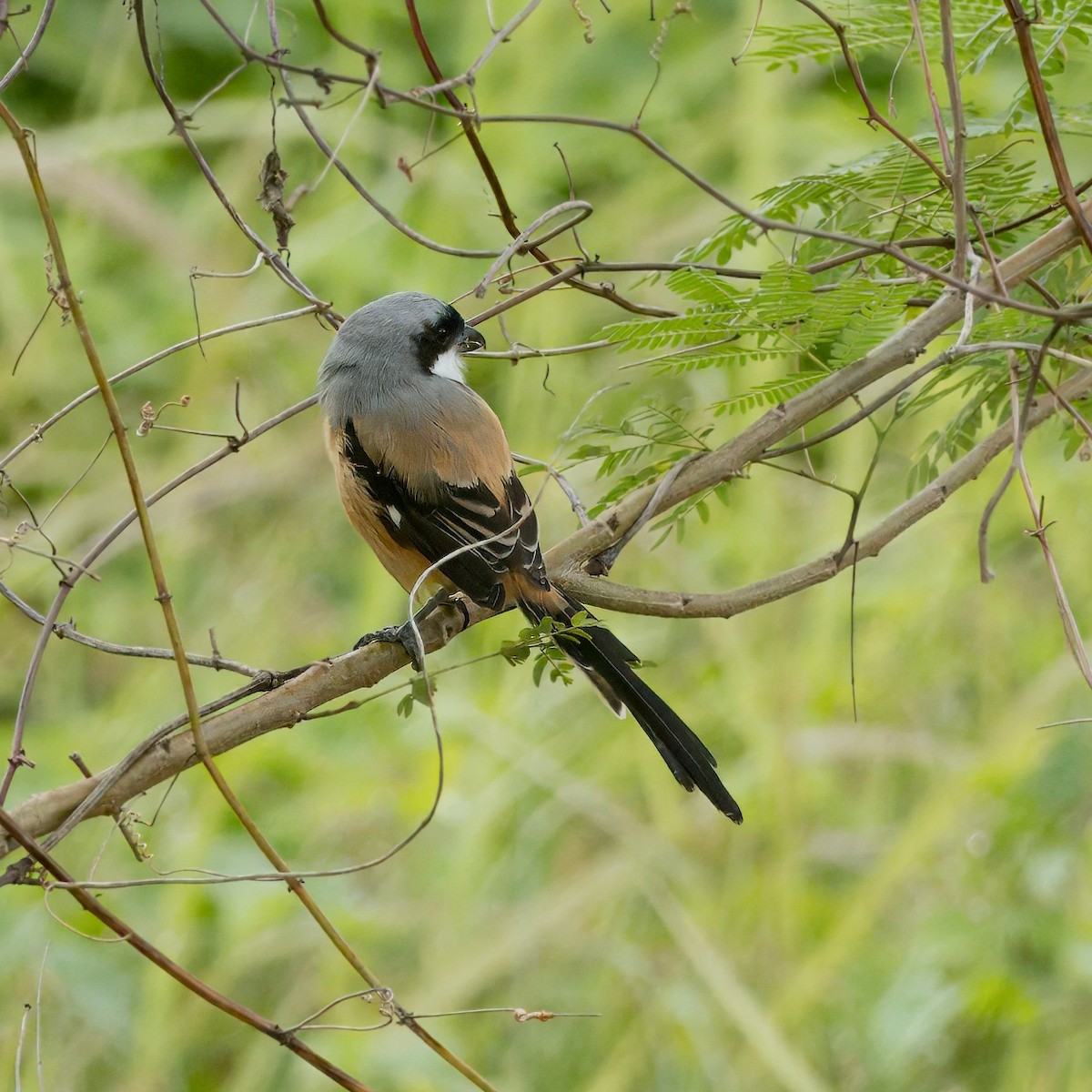 Long-tailed Shrike - ML639853787