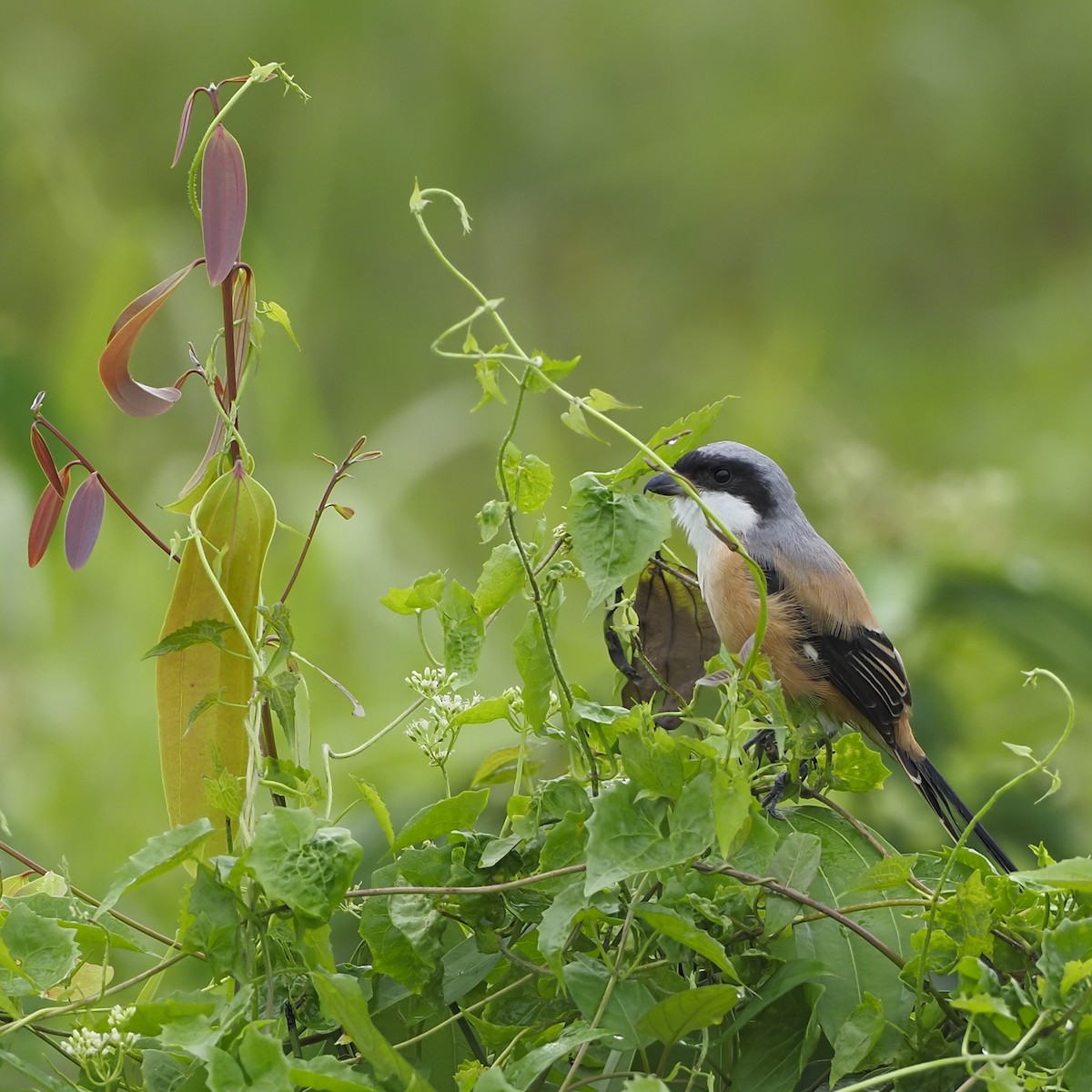 Long-tailed Shrike - ML639853789