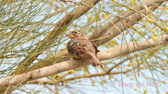 Rock Sparrow - ML639853809