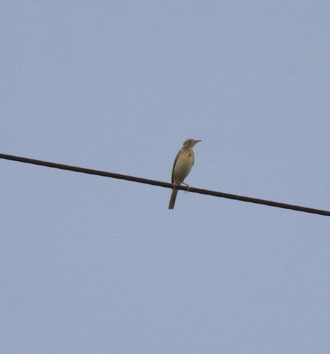 Blyth's Pipit - ML639853875
