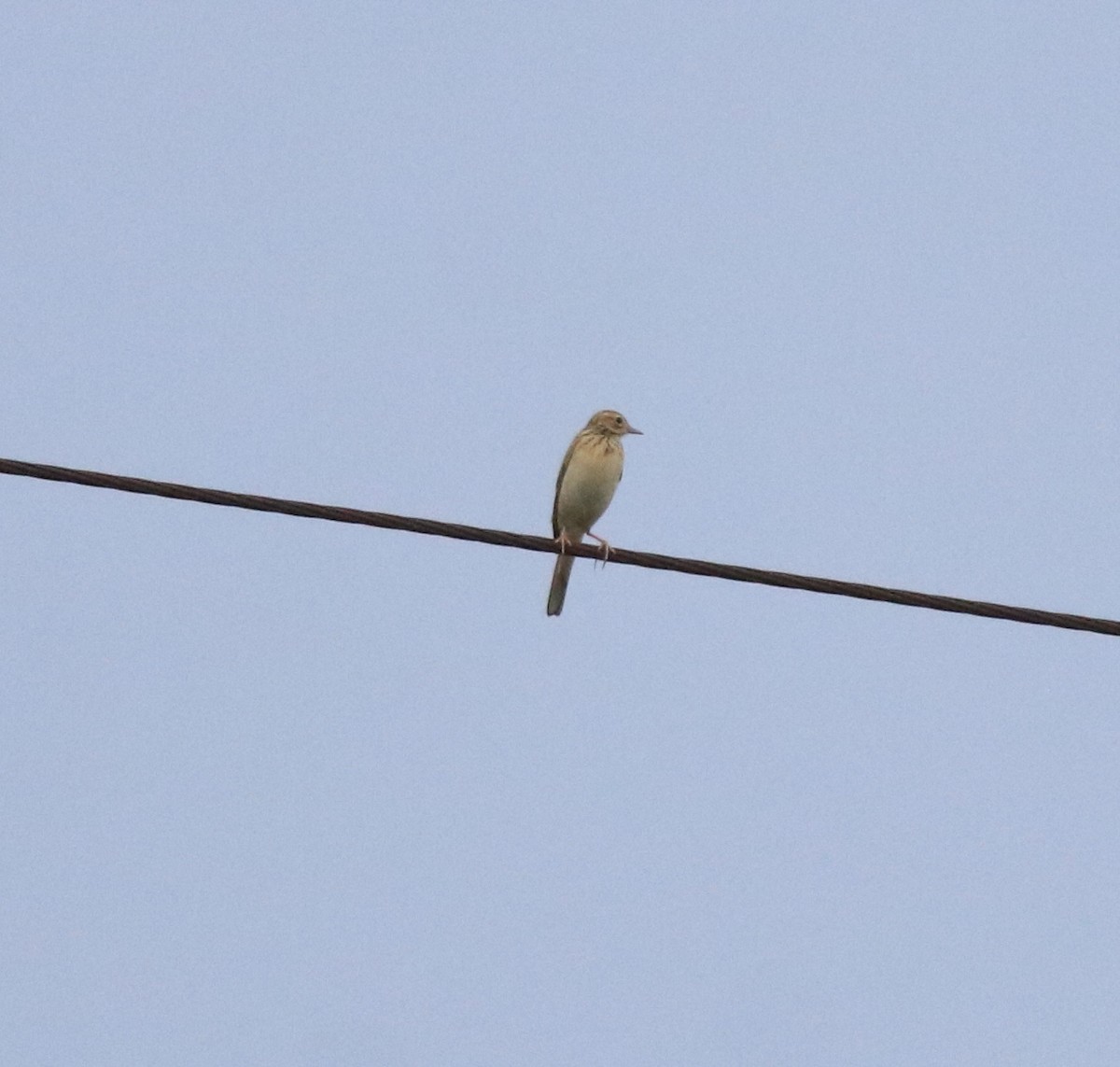 Blyth's Pipit - ML639853879