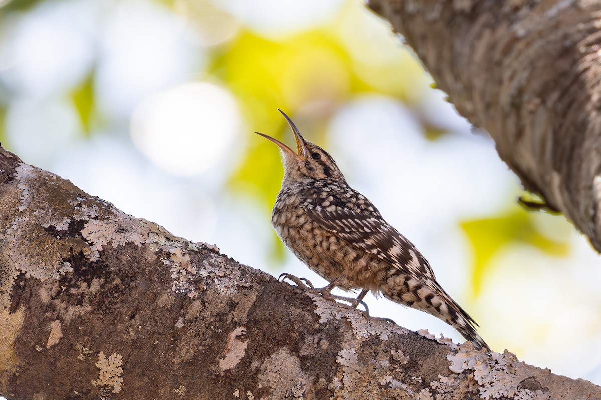 African Spotted Creeper - ML639853916