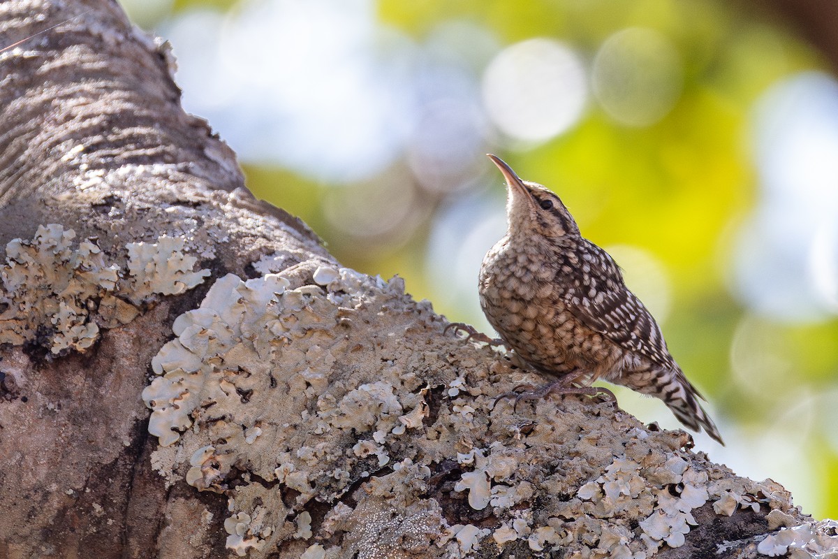 African Spotted Creeper - ML639853918