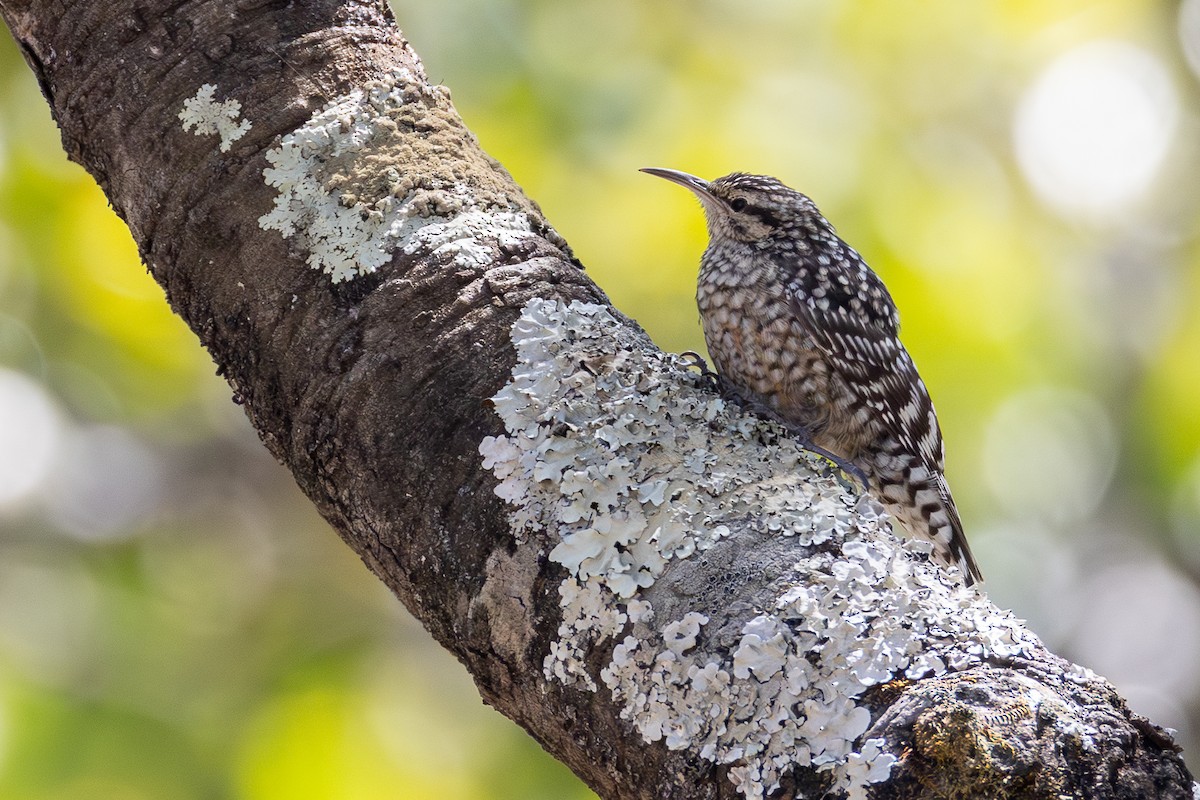 African Spotted Creeper - ML639853920