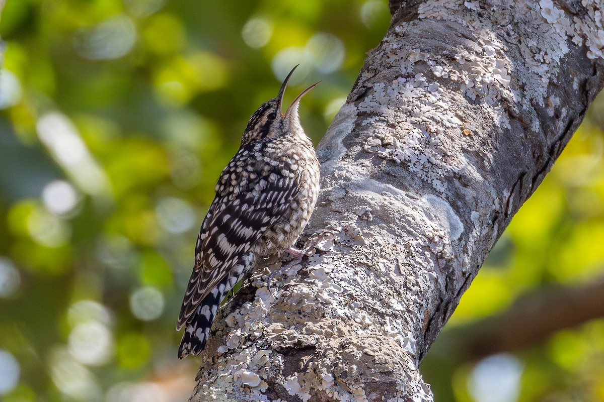 African Spotted Creeper - ML639853933