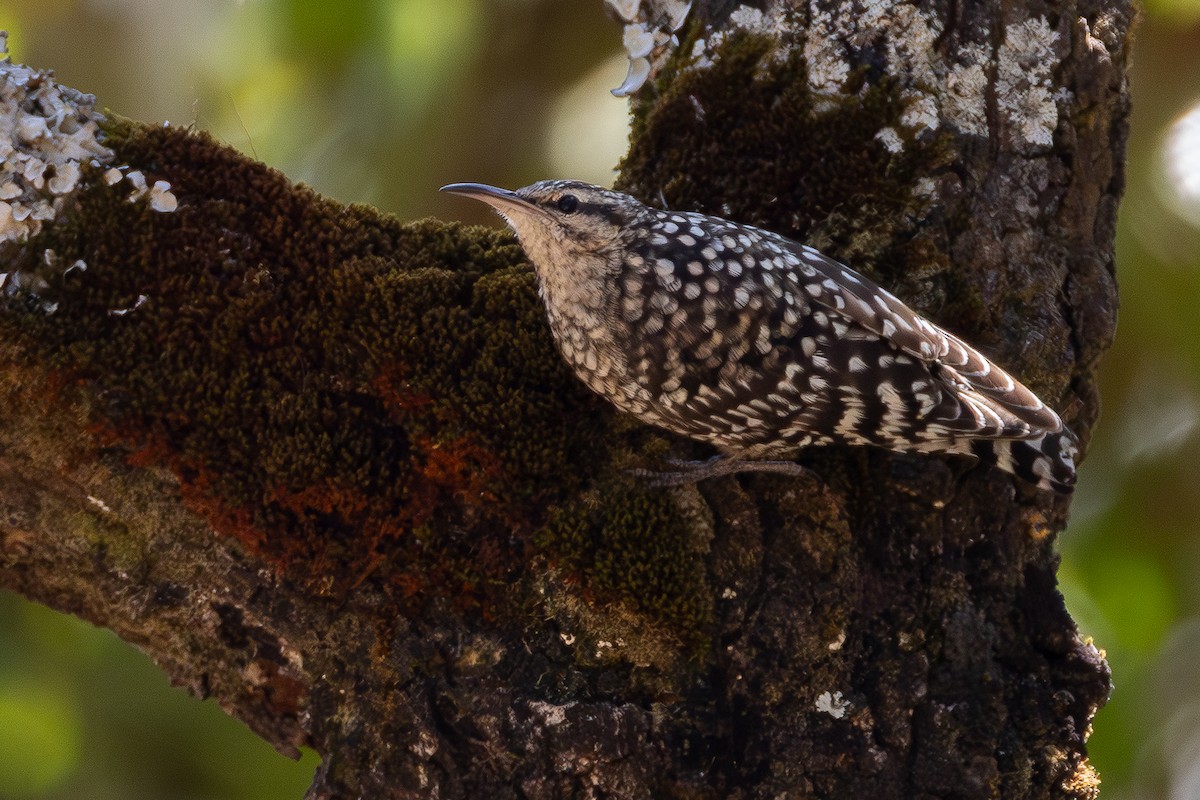 African Spotted Creeper - ML639853934