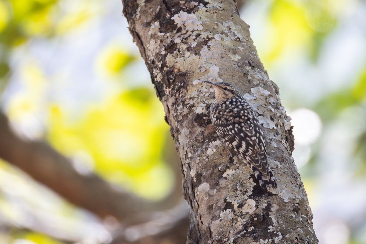 African Spotted Creeper - ML639853935