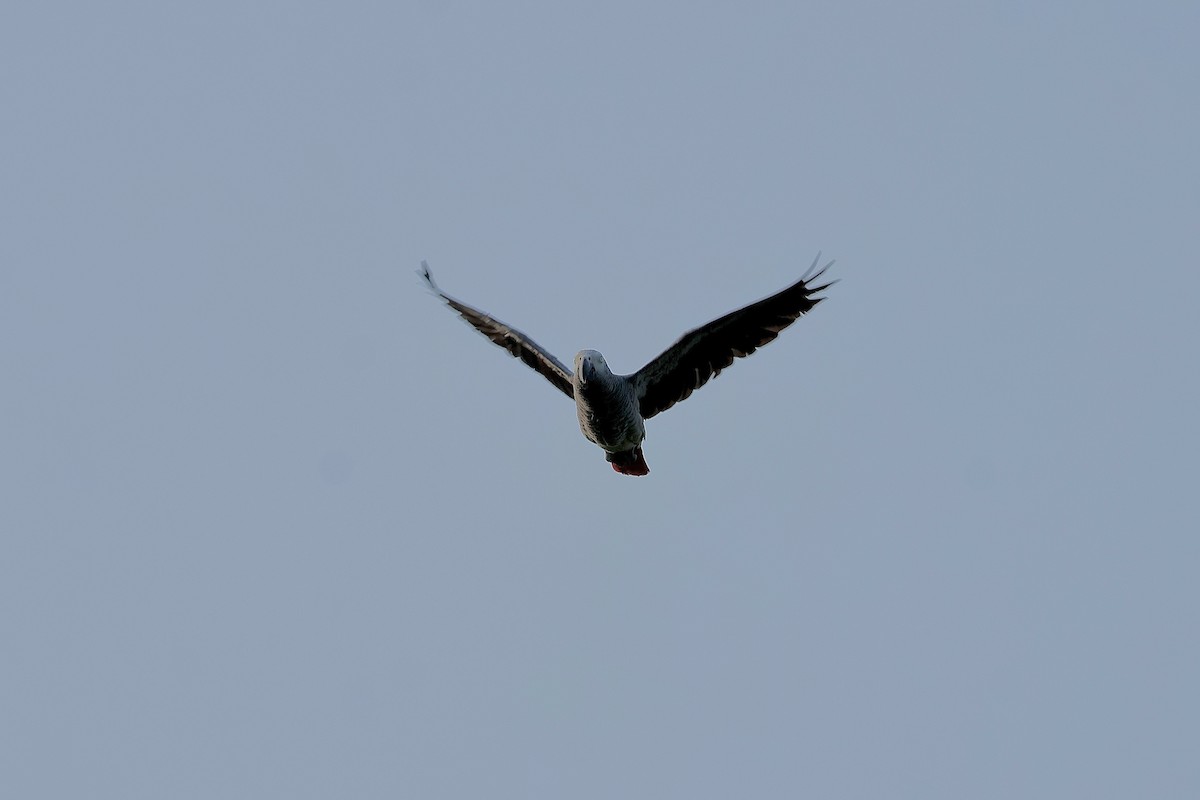 Gray Parrot - ML639854040