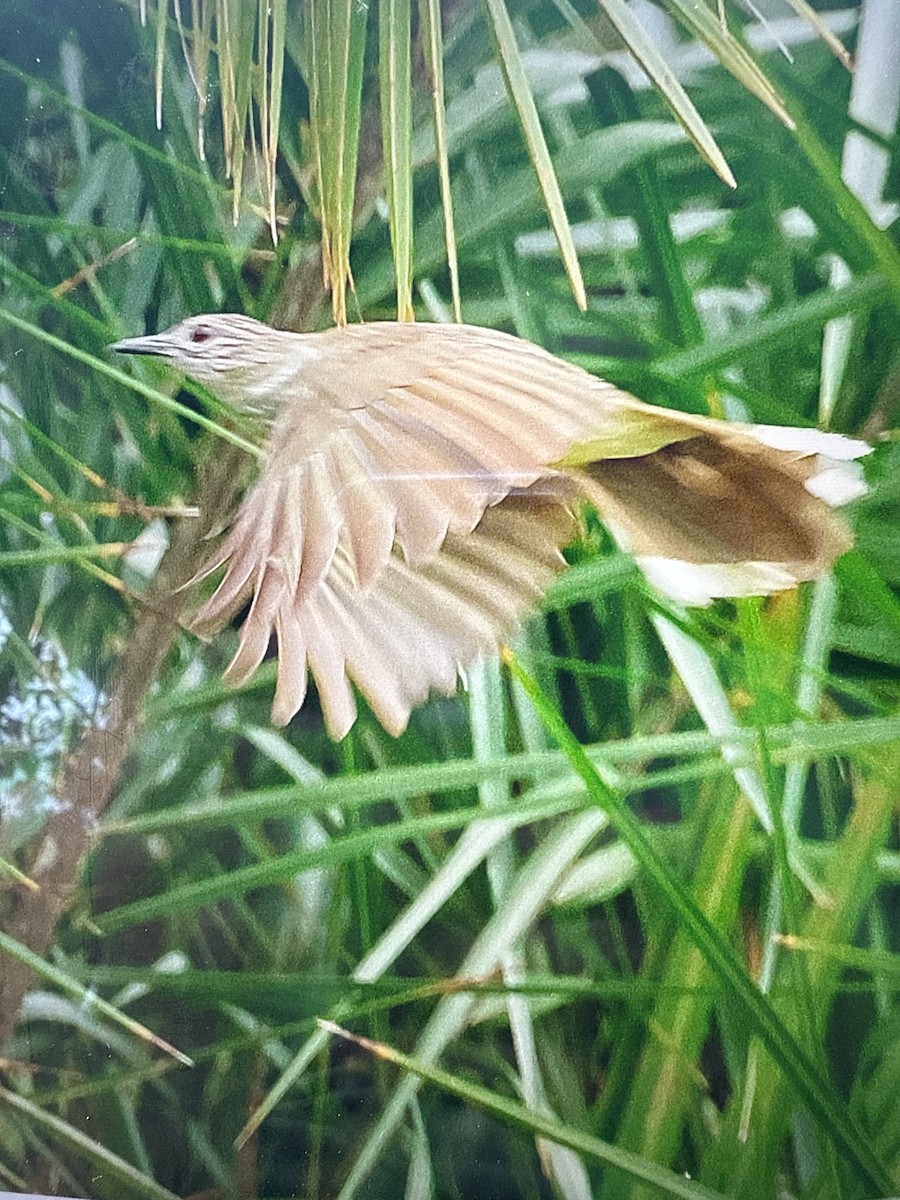 Swamp Greenbul - ML639854059