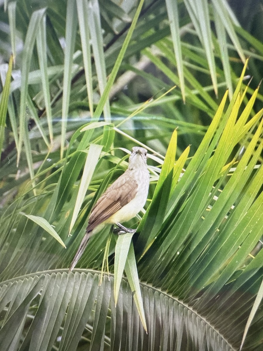 Swamp Greenbul - ML639854060