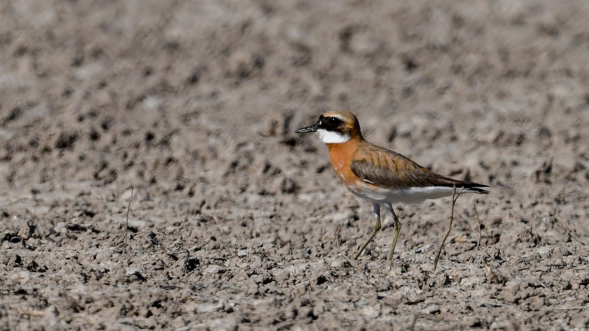 Greater Sand-Plover - ML639854089