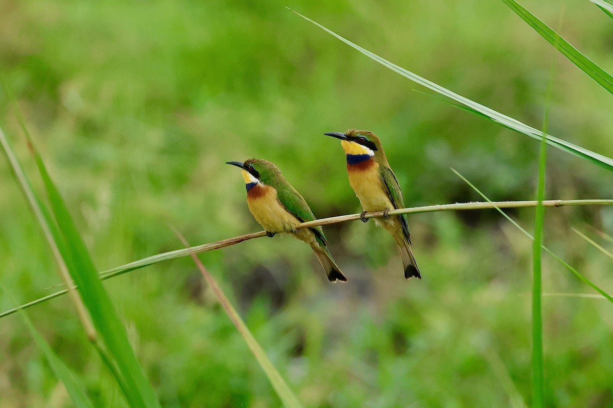 Blue-breasted Bee-eater - ML639854090