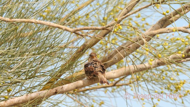 Rock Sparrow - ML639854115