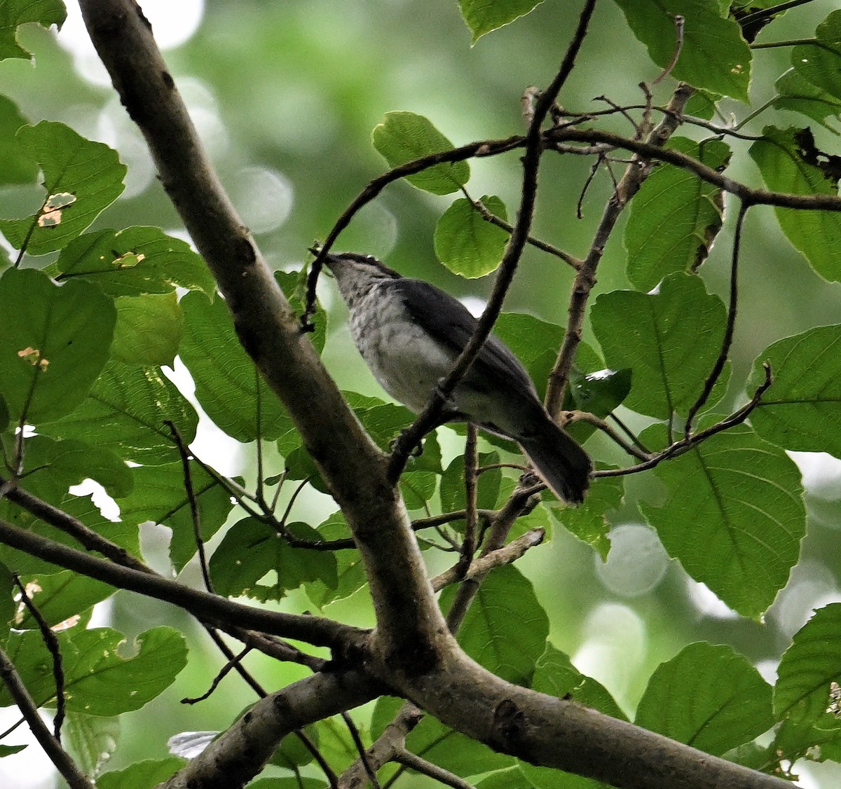 African Forest-Flycatcher - ML639854151