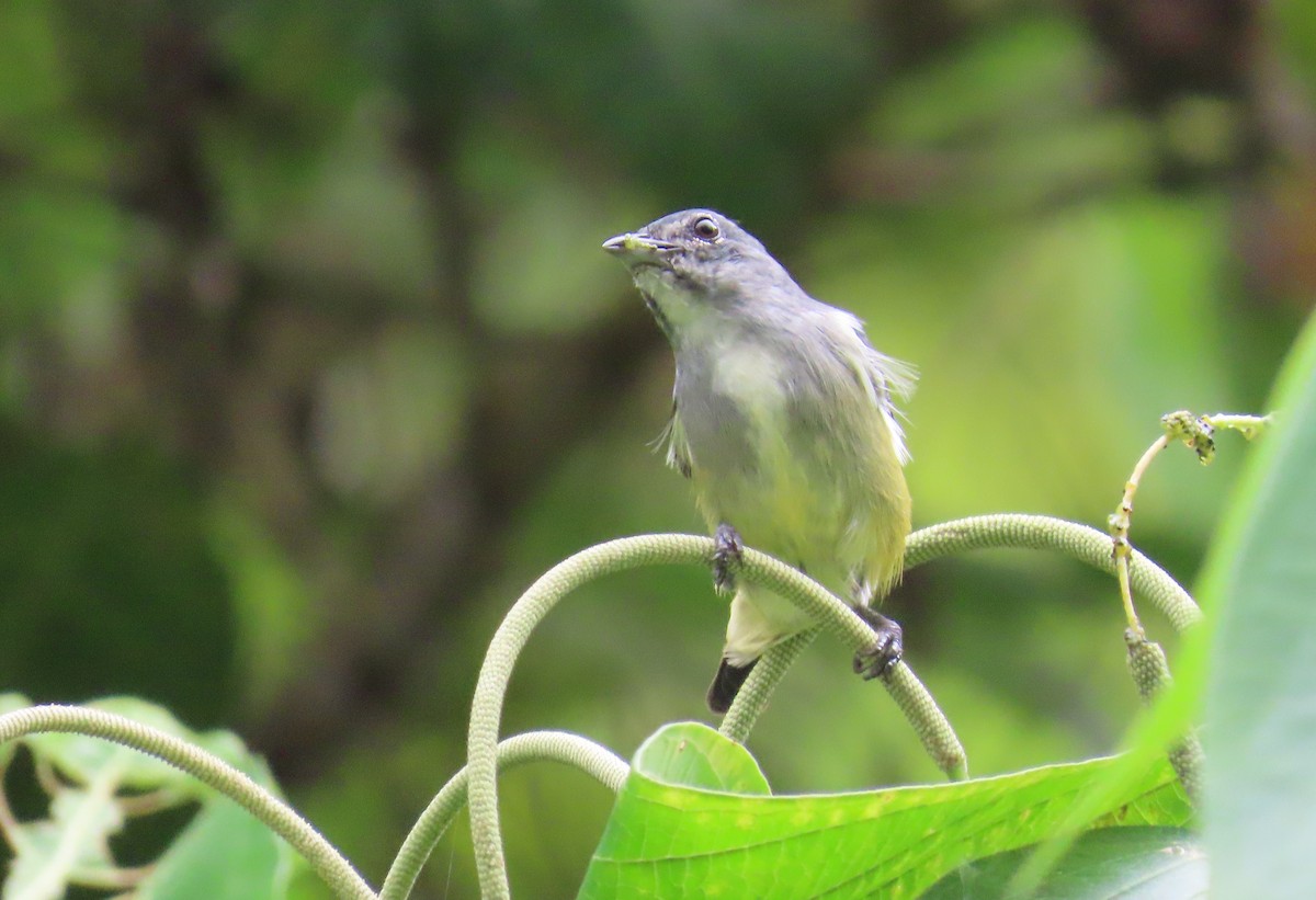 Buru Flowerpecker - ML639854170