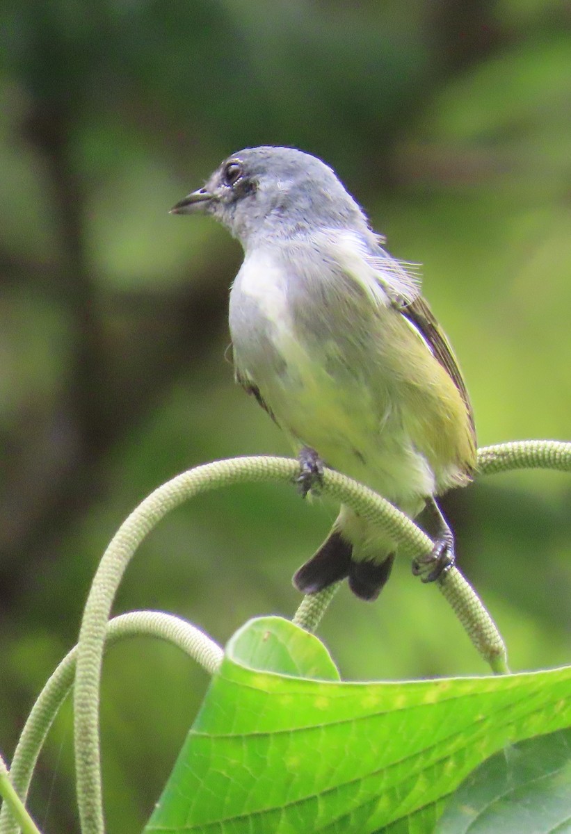Buru Flowerpecker - ML639854171