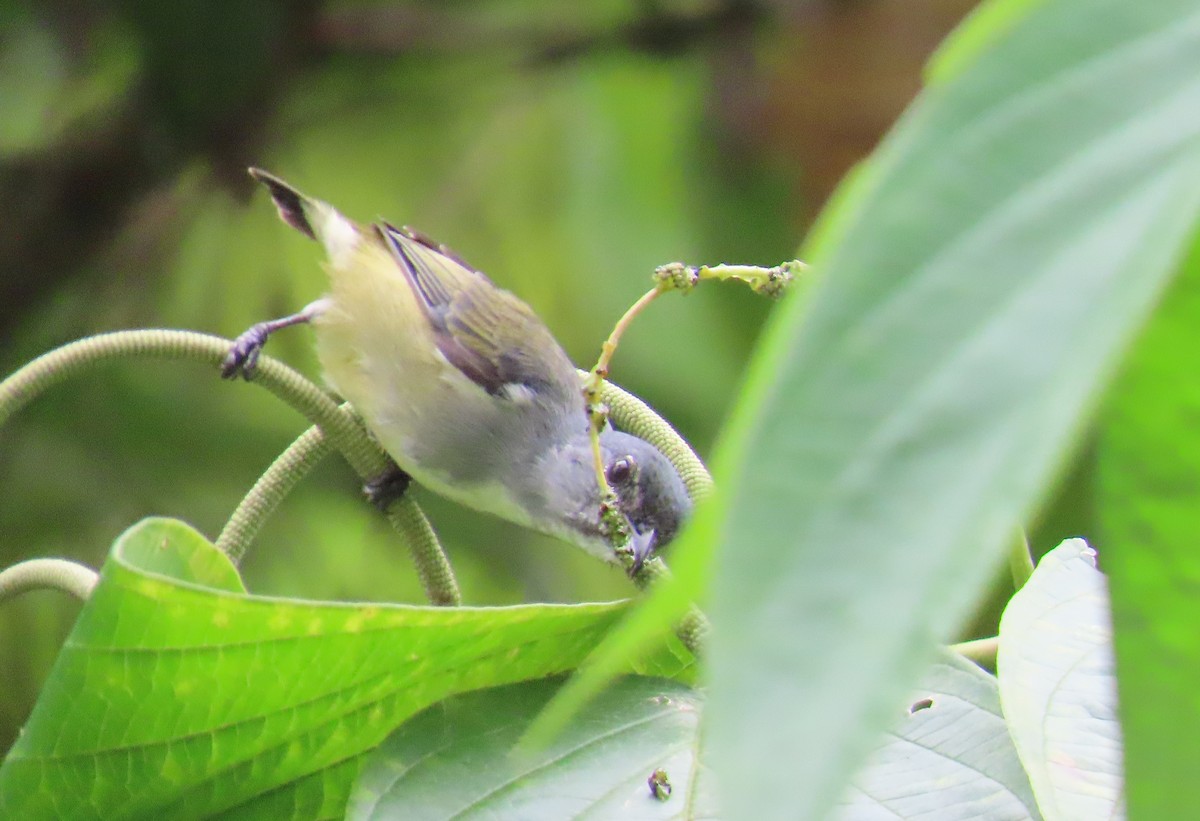 Buru Flowerpecker - ML639854172